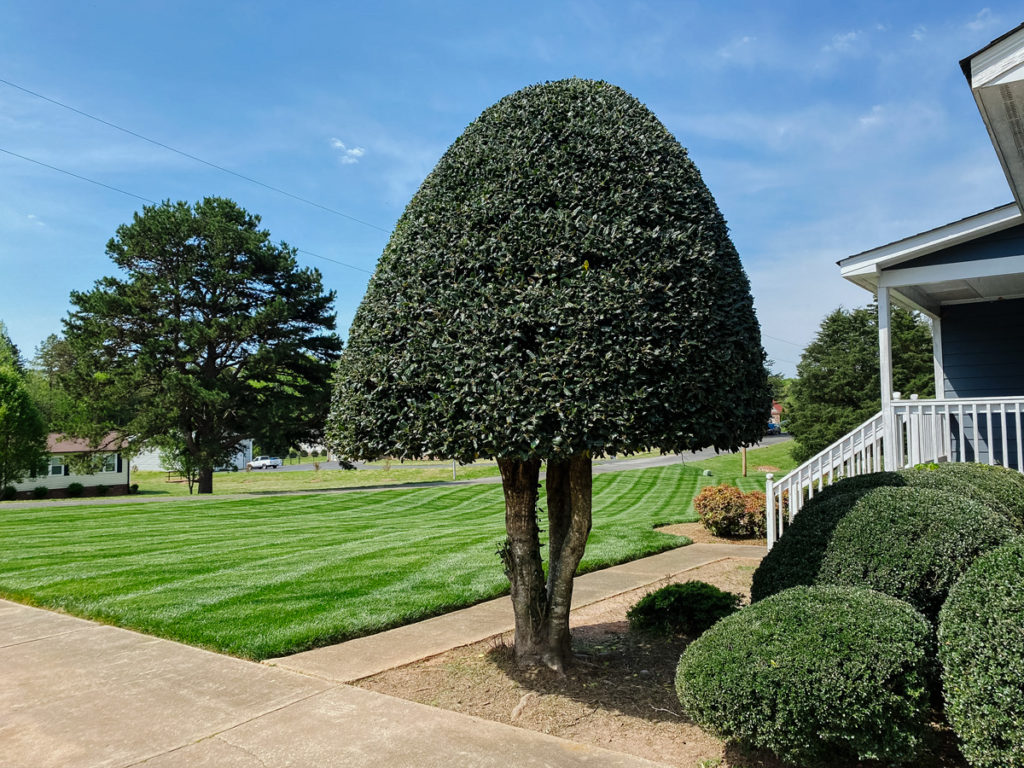 EV-Lawn-Maintenance-Charlotte-Bush-Trimming-Landscaping-company